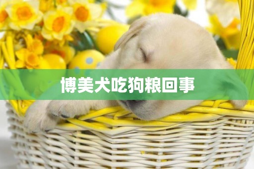 博美犬吃狗粮回事